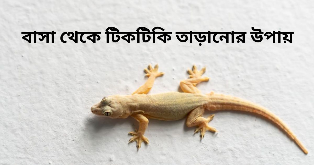 বাসা থেকে টিকটিকি তাড়ানোর উপায়